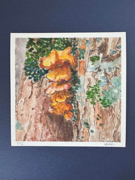 Funghi II (Limited Edition)