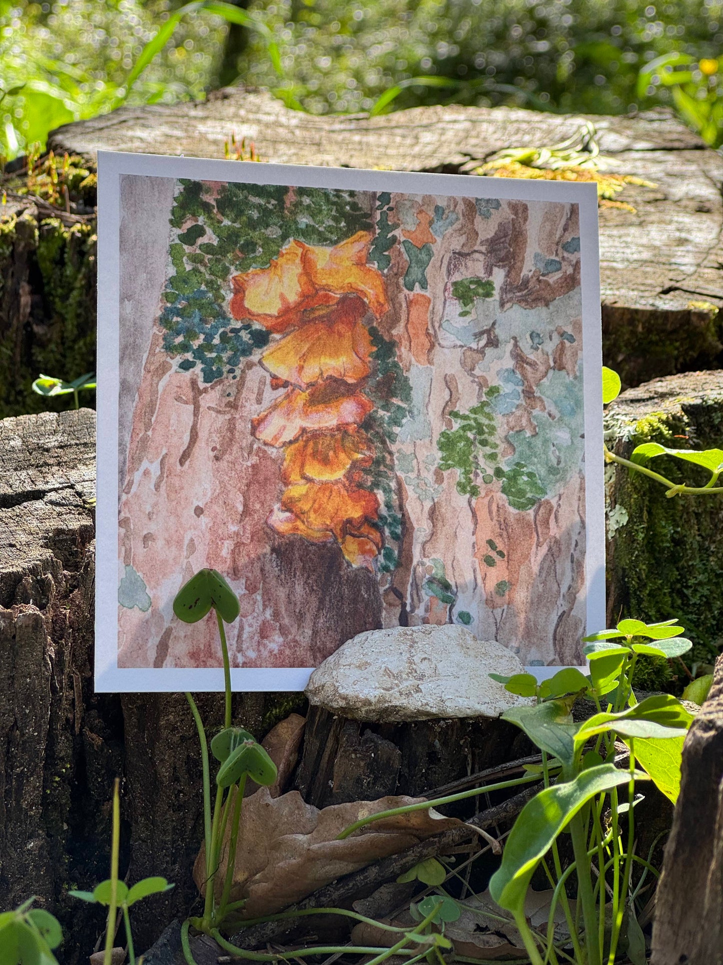 Funghi II (Limited Edition)