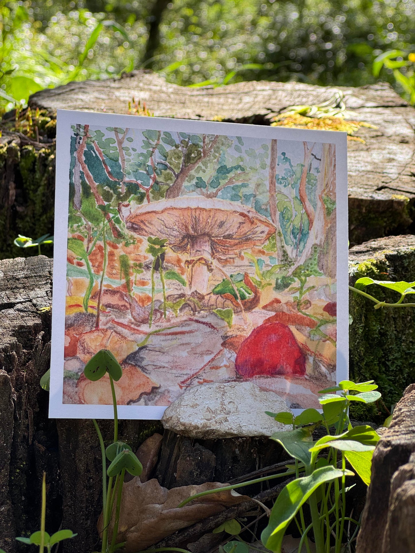 Funghi I (Limited Edition)